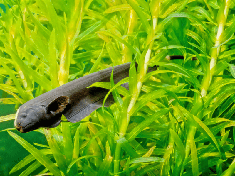 The Ghost Knife Fish: the puzzling piece of fresh water&nbsp;fish